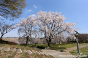 宮山ふるさとふれあい公園のさくら