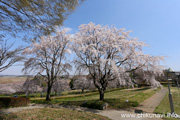 宮山ふるさとふれあい公園のさくら