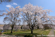 宮山ふるさとふれあい公園のさくら