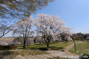 宮山ふるさとふれあい公園のさくら