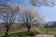 宮山ふるさとふれあい公園のさくら