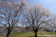 宮山ふるさとふれあい公園のさくら