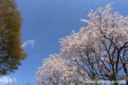 宮山ふるさとふれあい公園のさくら