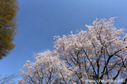 宮山ふるさとふれあい公園のさくら