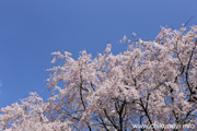 宮山ふるさとふれあい公園のさくら