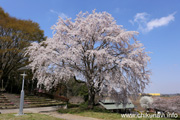 宮山ふるさとふれあい公園のさくら