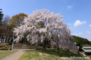 宮山ふるさとふれあい公園のさくら