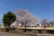 県西生涯学習センターのさくら