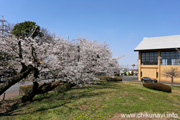 明野中央公園のさくら