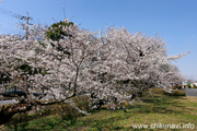 明野中央公園のさくら