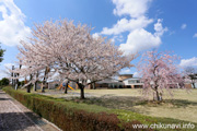 県西生涯学習センターのさくら