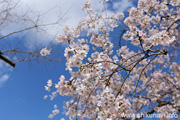 県西生涯学習センターのさくら