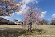 県西生涯学習センターのさくら