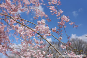 県西生涯学習センターのさくら