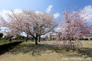 県西生涯学習センターのさくら