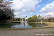 県西総合公園のさくら