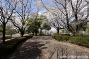 県西総合公園のさくら