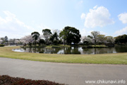 県西総合公園のさくら