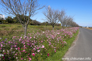 勤行川沿いのコスモス