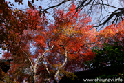 最勝寺の紅葉