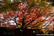 最勝寺の紅葉