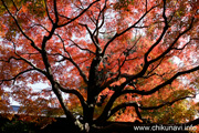 最勝寺の紅葉