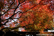 最勝寺の紅葉