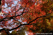 最勝寺の紅葉