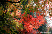 最勝寺の紅葉