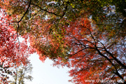 最勝寺の紅葉