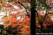 最勝寺の紅葉