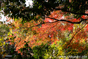 最勝寺の紅葉