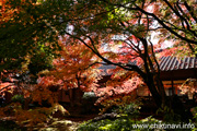 最勝寺の紅葉