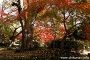 最勝寺の紅葉