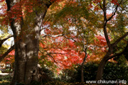 最勝寺の紅葉