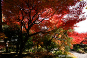 最勝寺の紅葉