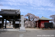 延命寺のしだれ桜