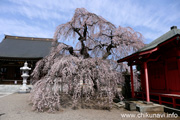 延命寺のしだれ桜