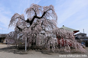 延命寺のしだれ桜