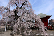 延命寺のしだれ桜