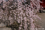 延命寺のしだれ桜