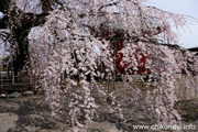 延命寺のしだれ桜