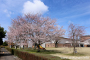 県西生涯学習センターのさくら