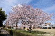 県西生涯学習センターのさくら