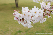 下岡崎近隣公園のさくら