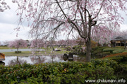 下岡崎近隣公園のさくら