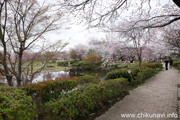 下岡崎近隣公園のさくら