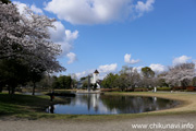 県西総合公園のさくら