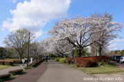 県西総合公園のさくら