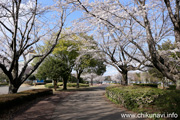 県西総合公園のさくら